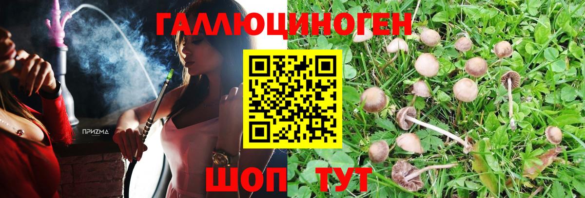 Псилоцибиновые грибы Cubensis Чистополь