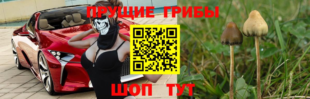 Чистополь  Псилоцибиновые грибы Cubensis  Вход с VPN  Галлюциногенные грибы Cubensis 